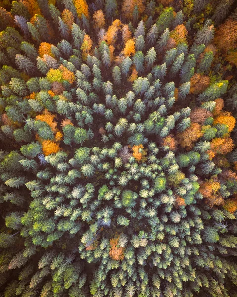 Flygdrönare Ovanifrån Gul Orange Och Röd Höst Träd Färgglada Skogen — Stockfoto