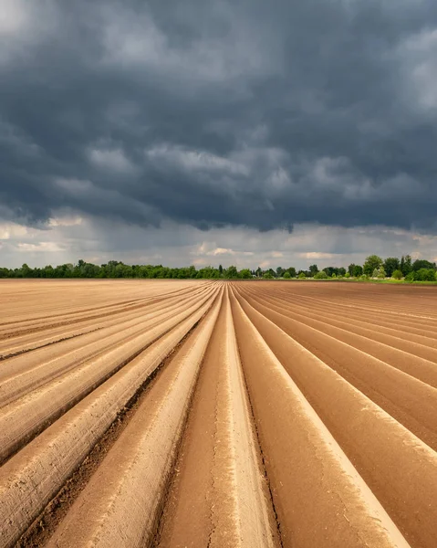 Agricultural Field Even Rows Spring Growing Potatoes Rainy Dark Clouds — Stock Photo, Image