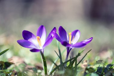 Yeşil çimlerin üzerinde iki bahar çiçeği çiftliği. Arka planda güneşli bir orman. Doğa fotoğrafçılığı