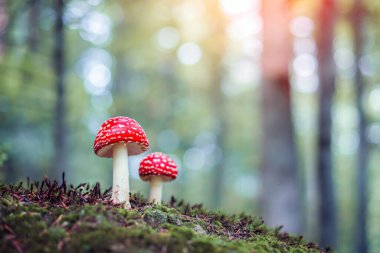 Bahar ormanında iki sineksi Amanita muscari kızıl başlı halüsinojenik zehirli mantar kapanıyor.