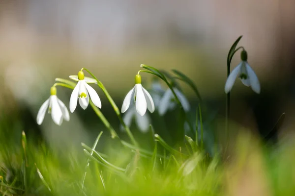 Flores Blancas Campanilla Nieve Bosque Prados Primavera Verde Primer Plano — Foto de Stock