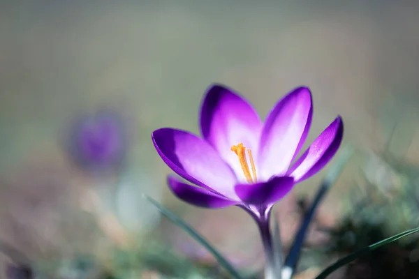 Egyetlen Tavaszi Virág Crocus Zöld Közelkép Makró Lövés Természetfotózás — Stock Fotó