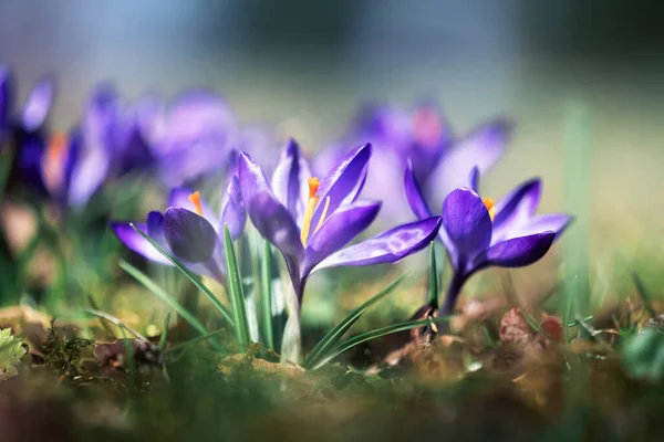 Lila Våren Krokus Blommor Gröna Äng Närbild Naturfotografi — Stockfoto