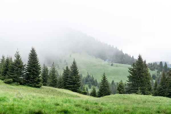 カルパチア山脈 ウクライナの霧の森と絵のような春の牧草地 風景写真 — ストック写真