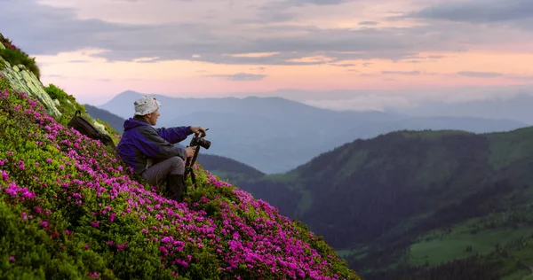 Photographer Spring Forest Sunset Taking Photo Rhododendron Flowers Covered Mountains — Stock Photo, Image