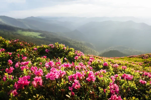 Magic pink rhododendron flowers covered summer mountain meadow. Incredible spring morning in mountains with amazing pink rhododendron flowers. Landscape photography