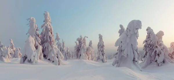 Fantastisch Winterlandschap Met Besneeuwde Bomen Karpaten Oekraïne Europa Kerstvakantie Concept — Stockfoto