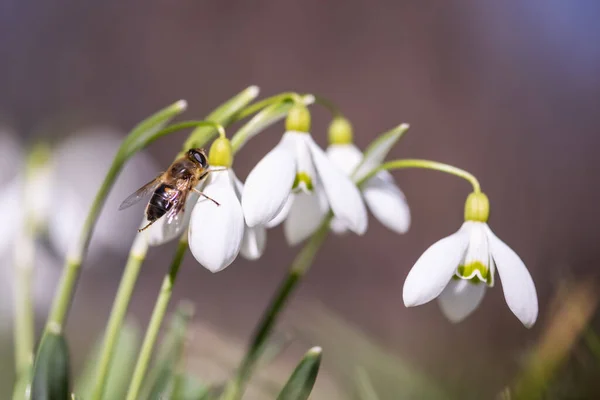 春の牧草地の白い降雪花に花粉を集める働き蜂 マクロ写真 — ストック写真
