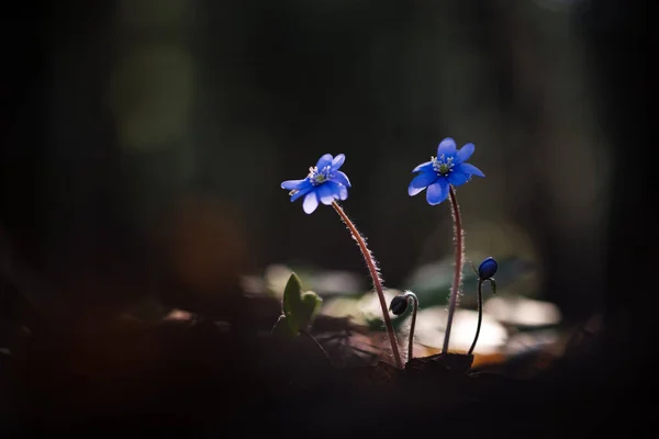 Violet Blue Flowers Dark Forest First Wildflowers Spring Time Natural — Stock Photo, Image