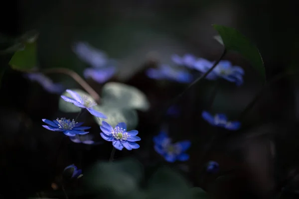 Μπλε Βιολετί Λουλούδια Στο Σκοτεινό Δάσος Πρώτα Αγριολούλουδα Την Άνοιξη — Φωτογραφία Αρχείου