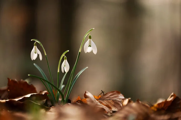Kwiaty Śniegu Wiosnę Łąka Las Zbliżenie Makrofotografia Przyrodnicza — Zdjęcie stockowe