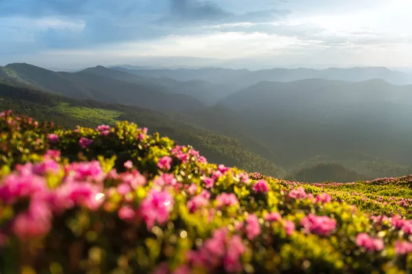 迷人的粉色杜鹃花盛开在绿色的夏季草甸上 令人难以置信的春天清晨 喀尔巴阡山脉 开着令人惊奇的粉色杜鹃花 景观摄影 — 图库照片