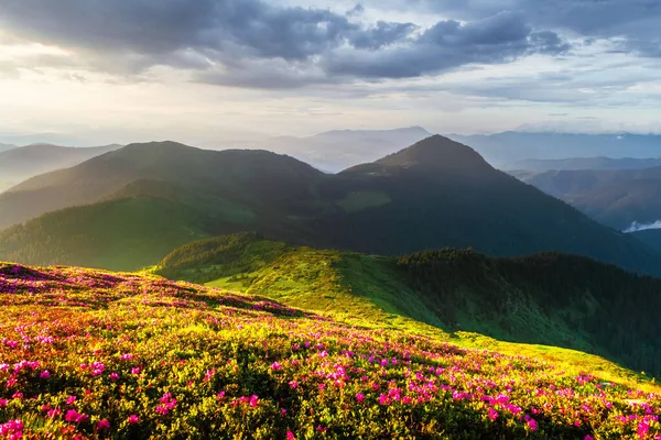 Incredible Landscape Magic Pink Rhododendron Flowers Blooming Carpathian Mountains Sunrise — Stock Photo, Image