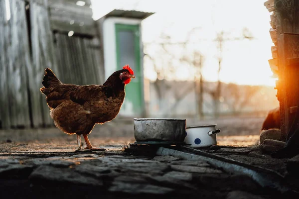 Free Range Brown Chicken Village Yard Sunset Rural Life — Stock Photo, Image