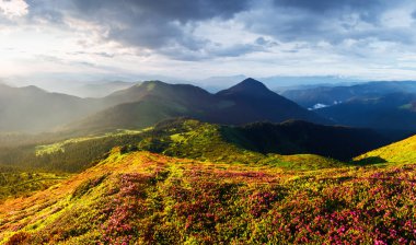 Büyülü pembe rhododendron çiçekleriyle birlikte gün doğumunda bahar dağlarında açan resim gibi bir manzara. Panoramik yönelim