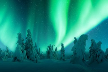 Kuzey ışıkları kış ormanında. Aurora borealis. Kutup ışıkları ve yıldızlı gökyüzü. Aurora ve çam ağacı ormanlarıyla dolu kış manzarası. Peyzaj fotoğrafçılığı
