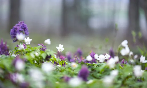 Λευκά Και Μοβ Λουλούδια Στο Ανοιξιάτικο Δάσος Λευκά Άνθη Ανεμώνης — Φωτογραφία Αρχείου