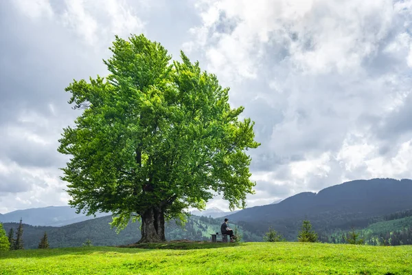 Grande Árvore Faia Velha Com Folhas Verdes Exuberantes Nas Montanhas — Fotografia de Stock