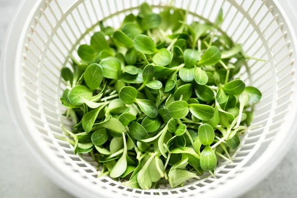 在家里种微绿色植物 采摘乳香 微绿叶芽 新鲜的微绿色特写 食品摄影 — 图库照片