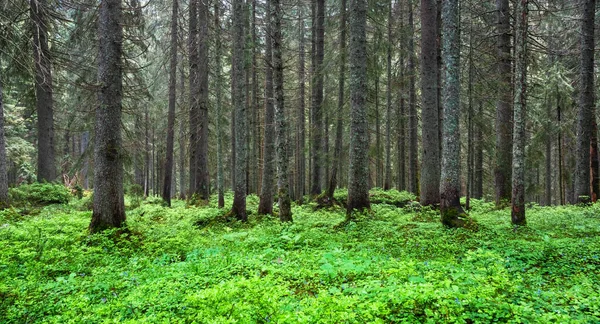 Prachtige Zomer Groenblijvende Bos Met Pijnbomen Weelderig Gras Natuur Achtergrond — Stockfoto