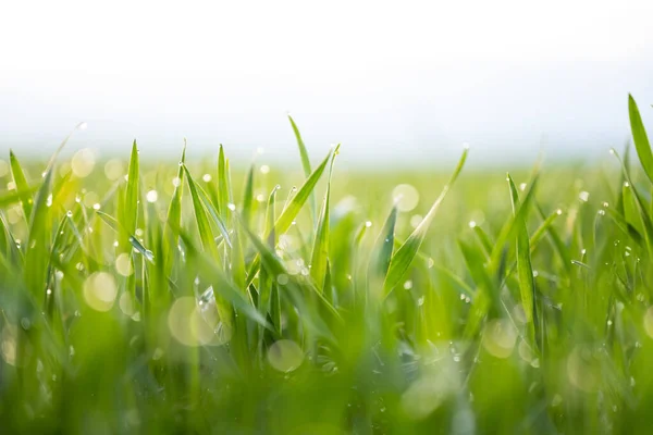 Junge Sprossen Aus Weizengrünen Blättern Mit Tautropfen Auf Sonnigem Verschwommenem — Stockfoto