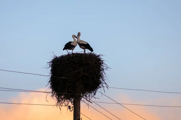 Casal Cegonhas Brancas Construindo Seu Ninho Primavera Foto Captura Essência — Fotografia de Stock