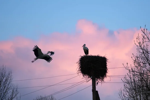 一对白鹤夫妇在春季筑巢 这张照片捕捉了鸟类摄影的本质 展示了这些鹤的自然栖息地 — 图库照片