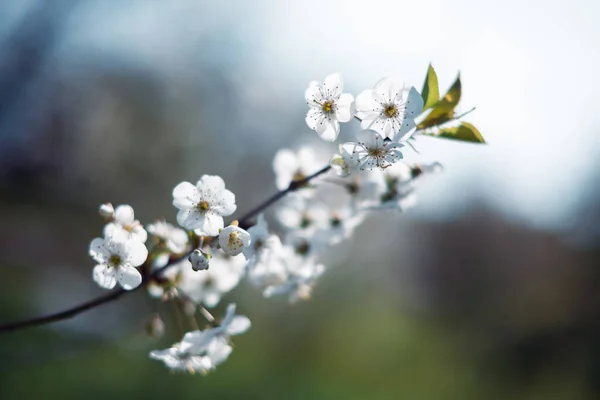 Exquisite Beauty White Cherry Blossoms Full Bloom Spring Captured Macro — Stock Photo, Image