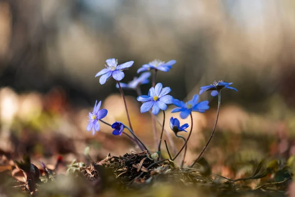 First Wildflowers Spring Violet Blue Blooms Set Dark Forest Background — Stock Photo, Image