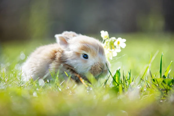 Невеликий Коричневий Кролик Зеленій Траві Крупним Планом Може Використовуватися Великодній — стокове фото