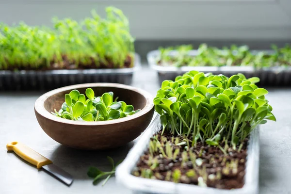 Mikrozöldséget Termesztek Otthon Tejbogáncs Mikrozöldség Csírák Betakarítása Friss Zöldségek Közelről — Stock Fotó