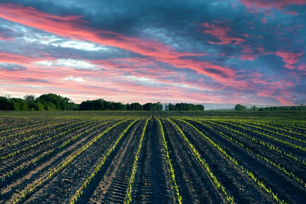 Linhas Milho Verde Ondas Dos Campos Agrícolas Ucrânia Céu Pôr — Fotografia de Stock