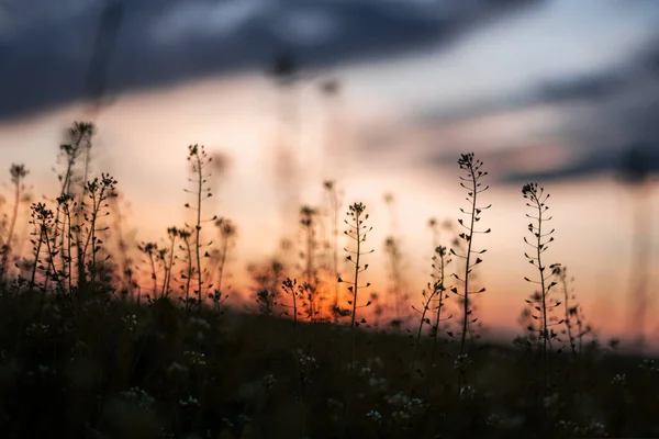 Дивовижний Захід Сонця Літньому Полі Рослини Квіти Весняному Лузі Під — стокове фото