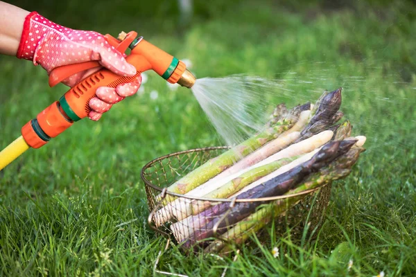 Washes Fresh Asparagus Sprouts Garden Hose Food Photography — Stock Photo, Image