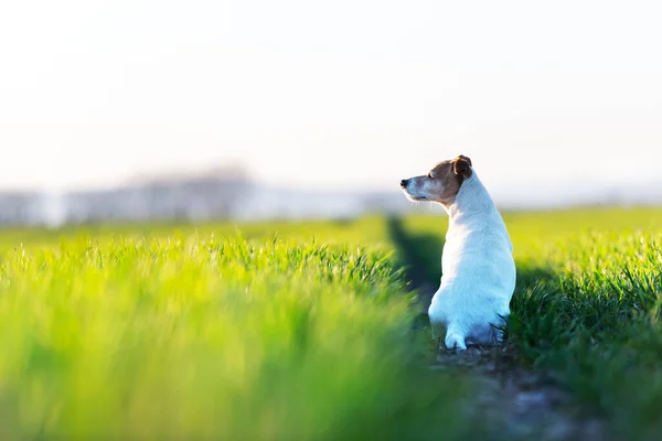 日落时分 鲁塞尔在绿地上放狗 快乐的狗与严肃的目光 动物摄影 — 图库照片