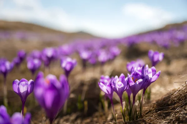 乌克兰喀尔巴阡山脉春天开了番红花 景观摄影 — 图库照片