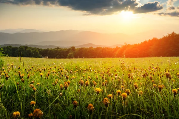 夏山奇景 绿草如茵的草地上 紫罗兰的花朵在美妙的黄昏阳光下绽放 喀尔巴阡山脉 景观摄影 — 图库照片