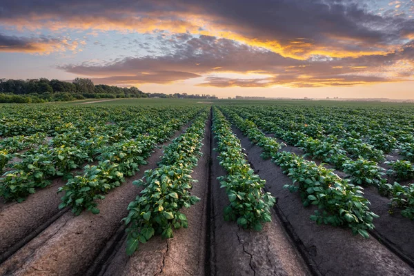 Agricultural Field Even Rows Potato Summer Time Growing Potatoes Orange — Stock Photo, Image