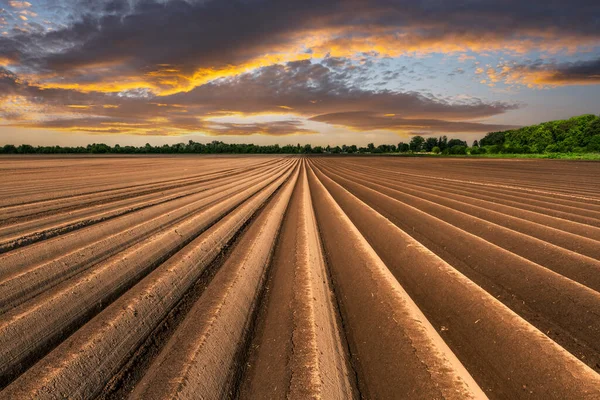 Mezőgazdasági Terület Egyenletes Sorokkal Tavasszal Krumplit Termesztek Narancs Naplemente Felhők — Stock Fotó