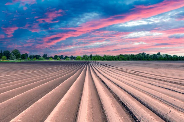 Mezőgazdasági Terület Egyenletes Sorokkal Tavasszal Krumplit Termesztek Lila Naplemente Felhők — Stock Fotó