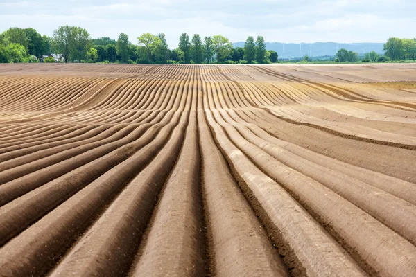 Landbouwveld Met Gelijkmatige Rijen Het Voorjaar Aardappelen Telen — Stockfoto