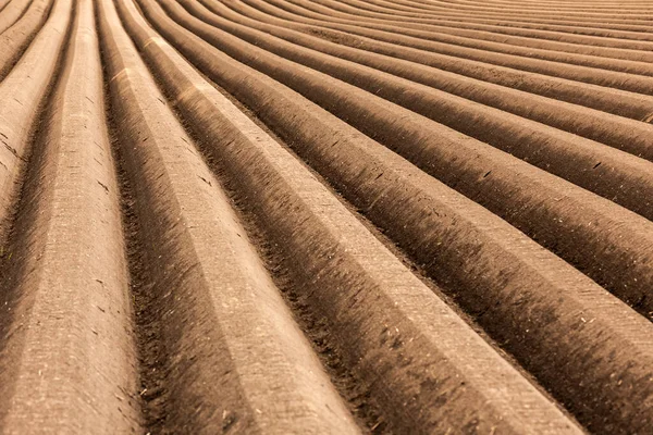 Плодородная Коричневая Почва Сельскохозяйственное Поле Ровными Рядами Весной Выращиваю Картошку — стоковое фото