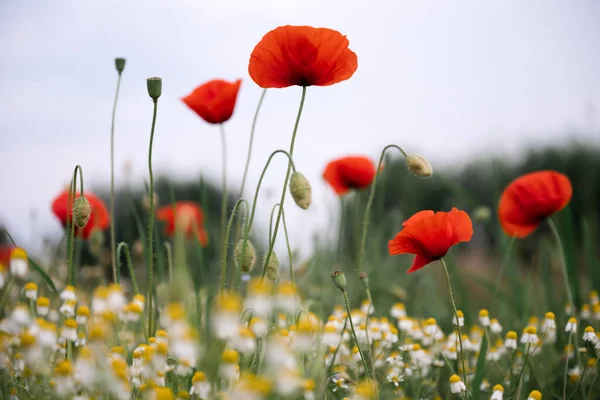 Czerwone Kwiaty Maku Rumiankiem Polu Letnim Kontekst Natury — Zdjęcie stockowe