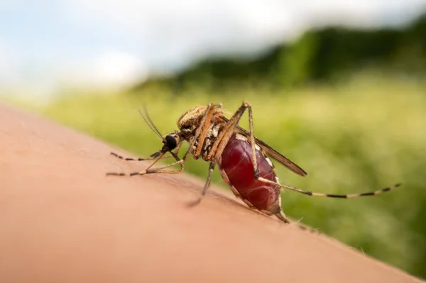 Foto Macro Close Mosquito Sugando Sangue Mosquito Cheio Sangue Pele — Fotografia de Stock