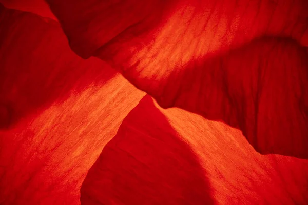 赤いケシの花弁のマクロ抽象的背景 花弁の質感 — ストック写真