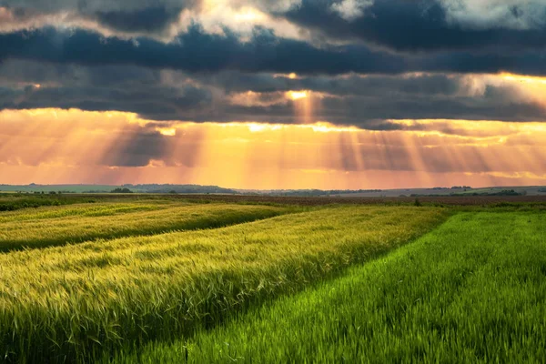 Zielona Pszenica Polu Rolnictwa Okresie Letnim Podczas Niesamowitego Zachodu Słońca — Zdjęcie stockowe
