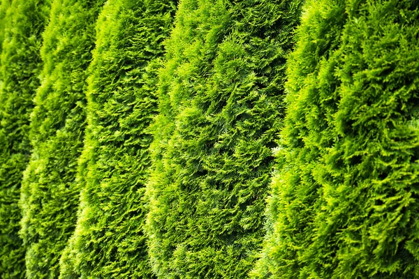 Dinding Tui Green Hedge Dari Pohon Thuja Latar Belakang Alam — Stok Foto
