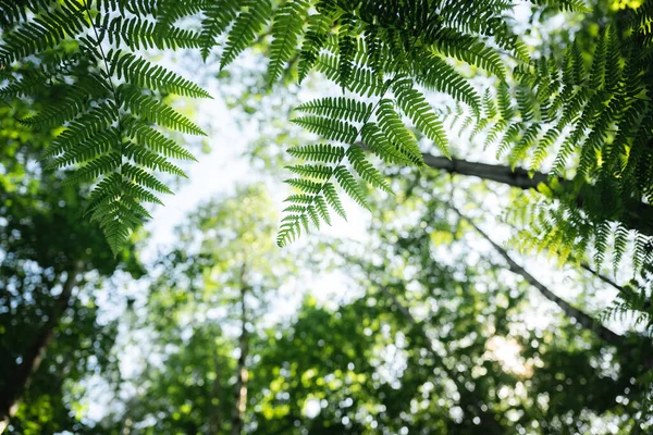 夏の森 地上からの眺め 空と木の幹に対するシダ — ストック写真