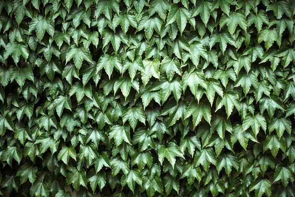 Closeup Nature View Green Creative Layout Made Green Leaves Vichi — Stock Photo, Image