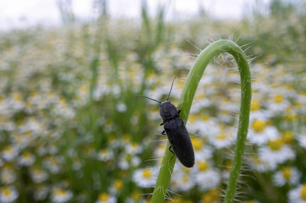 花の小枝に座っている黒いカブトムシのバグとカモミール畑を見て マクロ写真 — ストック写真